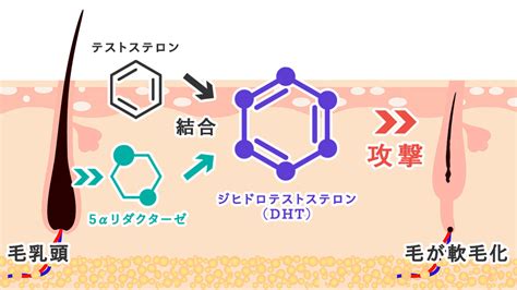 體毛作用|体毛